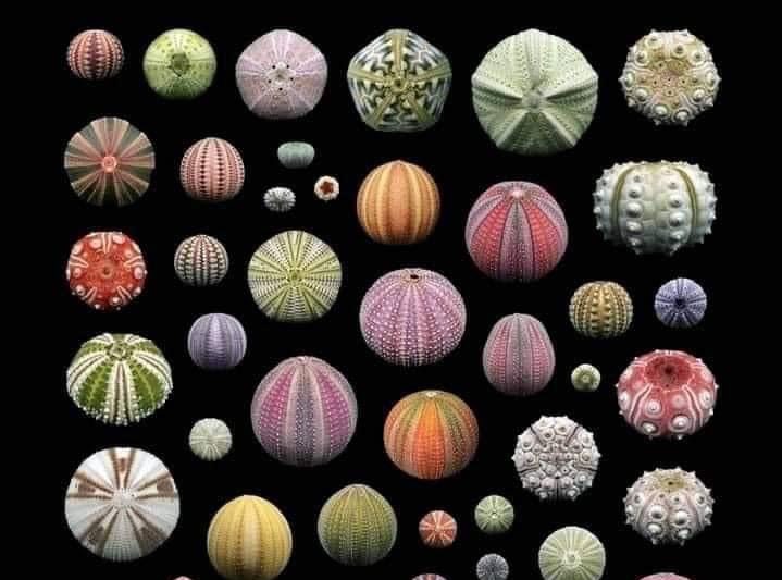 socio-emocionalne potrebe darovitih